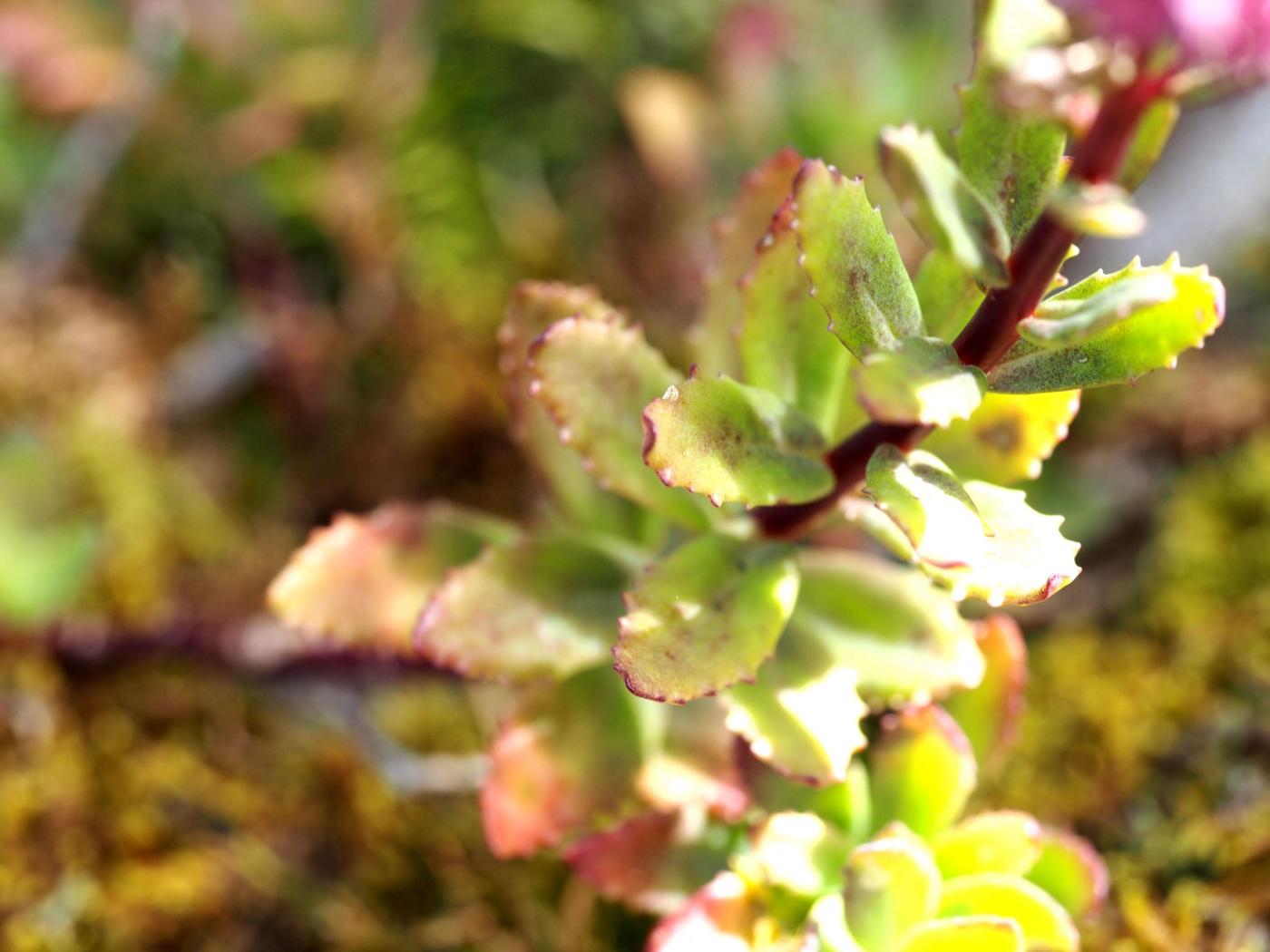 Orpine, Livelong leaf